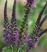 Image result for Veronica spicata Dark Maetje