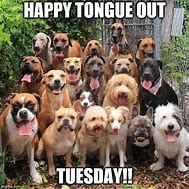Image result for Tuesday Puppy Meme