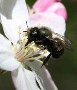 Image result for Apple Blossom Bee Pollination
