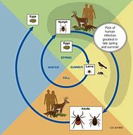 Image result for Deer Tick Lyme Disease Symptoms