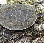 Image result for Graptemys ouachitensis