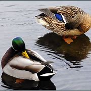 Image result for Duck Camo Phone Case