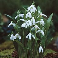 Зображення, знайдене за запитом "Galanthus Britta"