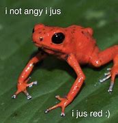 Image result for Caring Frog Meme