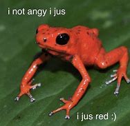Image result for Grumpy Frog Meme