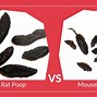 Image result for Rat or Mouse Poop