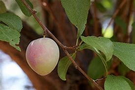Image result for Small Fruit Trees