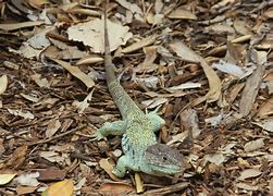 Image result for Lacerta Male