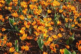 Crocus balansae Orange Monarch 的图像结果