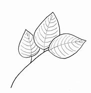 Image result for Leaf Line Drawing Pattern