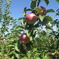 Image result for Macoun Apple Tree