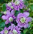 Image result for Clematis Blue Light