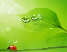 Image result for Free Green Wallpaper