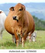 Image result for Boran Cow