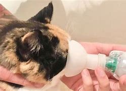 Image result for Dex for Cats with Asthma