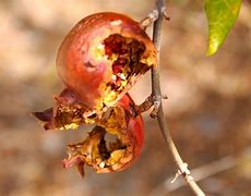 Image result for Wildside Pomegranate