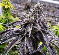 Image result for Exotic Cannabis Strains Seeds