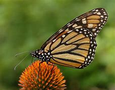 Image result for Orange Brown Butterfly