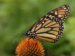 Image result for butterfly