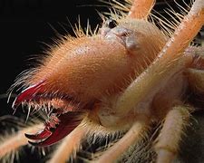 Image result for Real Camel Spider