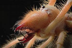 Image result for Camel Spider Poisonous