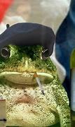 Image result for Screaming Frog Meme