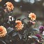 Image result for iPhone 8 Plus Floral Wallpaper