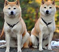 Image result for Japan Dog