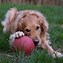 Image result for Outdoor Dog Toys