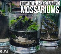 Image result for Terrarium Soil for Moss