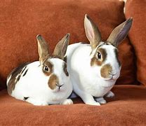 Image result for T-Rex Bunny