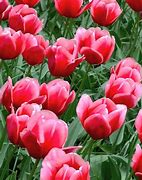 Image result for Tulip Garden Holland