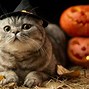 Image result for Good Job Halloween Cat