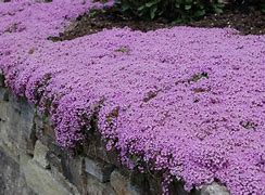 Image result for Creeping Thyme Plugs