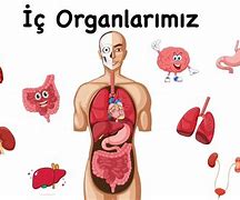 Image result for IC Organlar