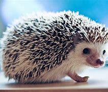 Image result for Small Hedgehog