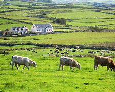 Image result for Heard of Cattle