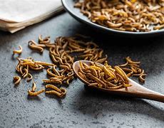 Image result for Salty Insect Food