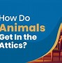 Image result for Animals in the Attic