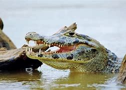 Image result for Yacare Caiman