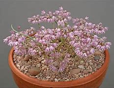 Image result for Allium olympicum