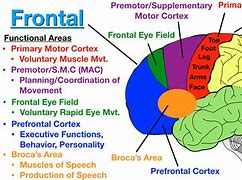 Image result for Location Memory Centre in Brain