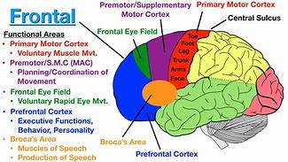 Image result for Brain Functional Anatomy