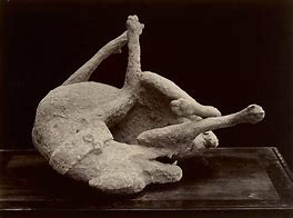 Image result for Pompeii Dog and People Shells