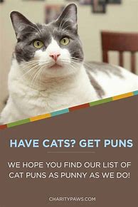 Image result for Cat Puns List