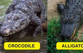 Image result for Alligator and Crocodile Similarities