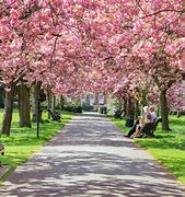 Image result for Cherry Blossom Tree Garden