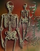 Image result for Roles of Skeleton