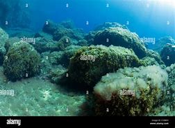 Image result for Algae On Rocks Underwater
