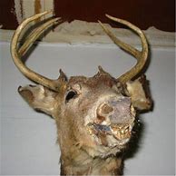 Image result for Bad Taxidermy Deer